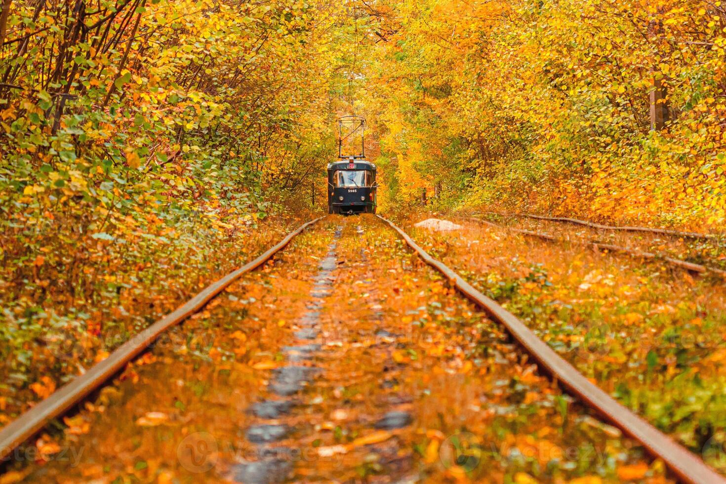 Autumn forest through which an old tram rides Ukraine photo