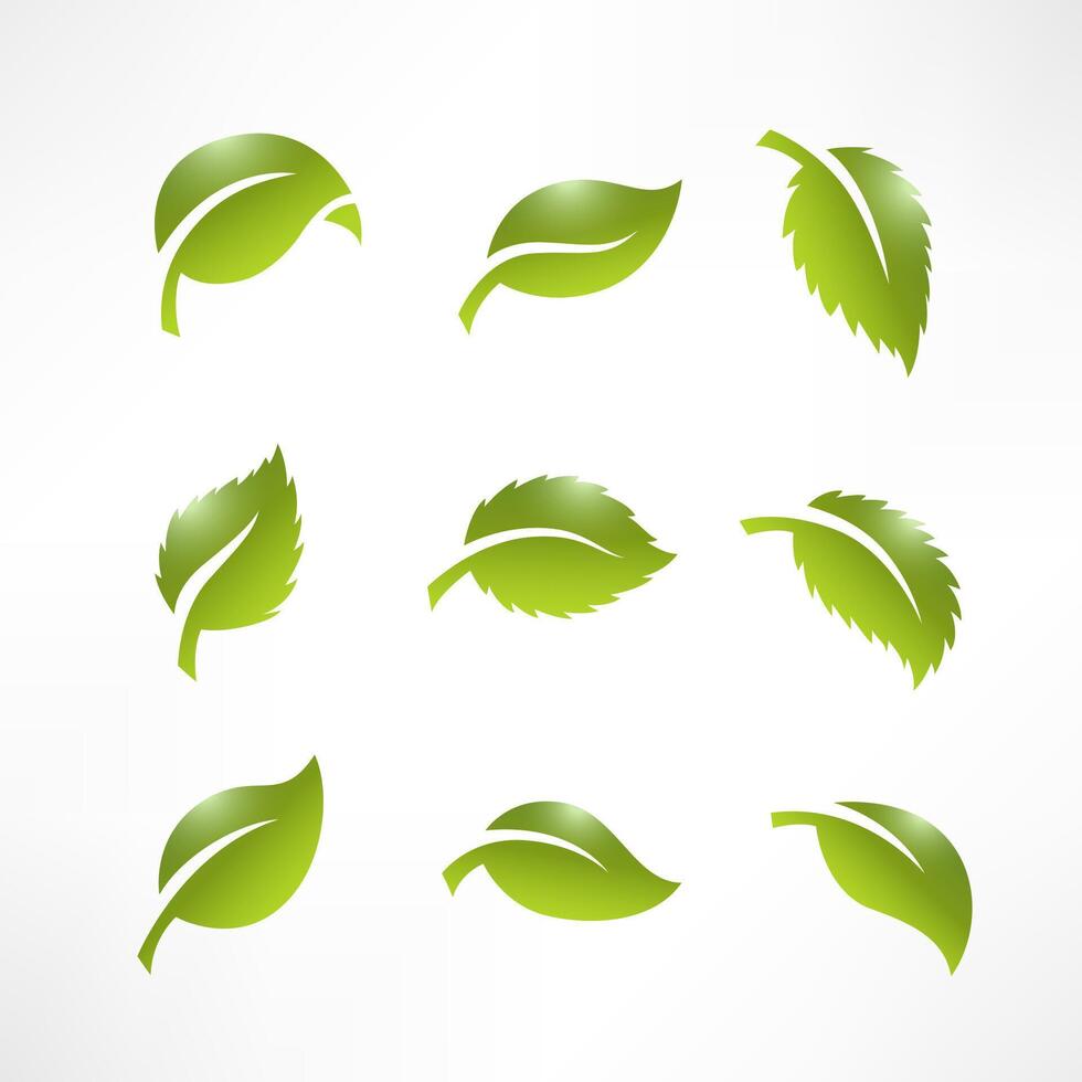 Artistic Collection of Green Leaves Set, Vector Illustration