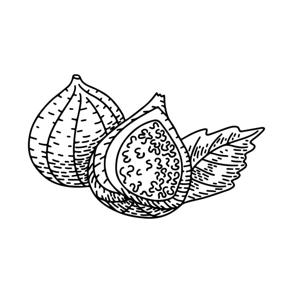 Engraved hand drawn outline drawing of figs. Hand drawn fruit and sliced piece. Summer food engraved style illustration. Detailed vegetarian sketch. Great for label, poster, print, menu vector