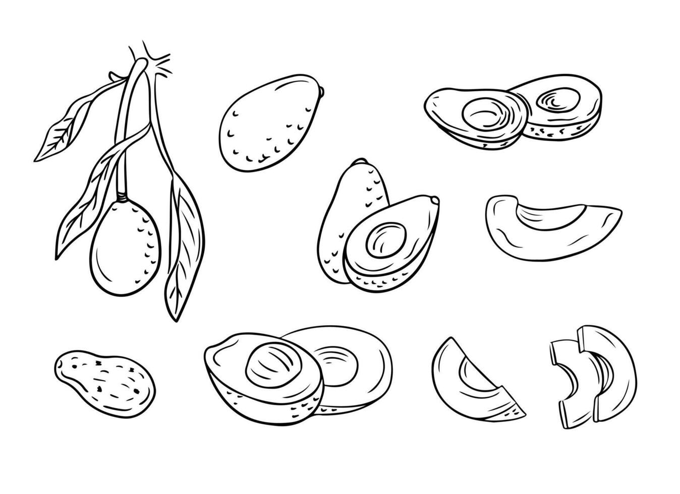 Set of hand drawn sketchy outline avocados. Doodle black contour cut and whole vegetables on white background. Ideal for coloring pages, tattoo, pattern vector