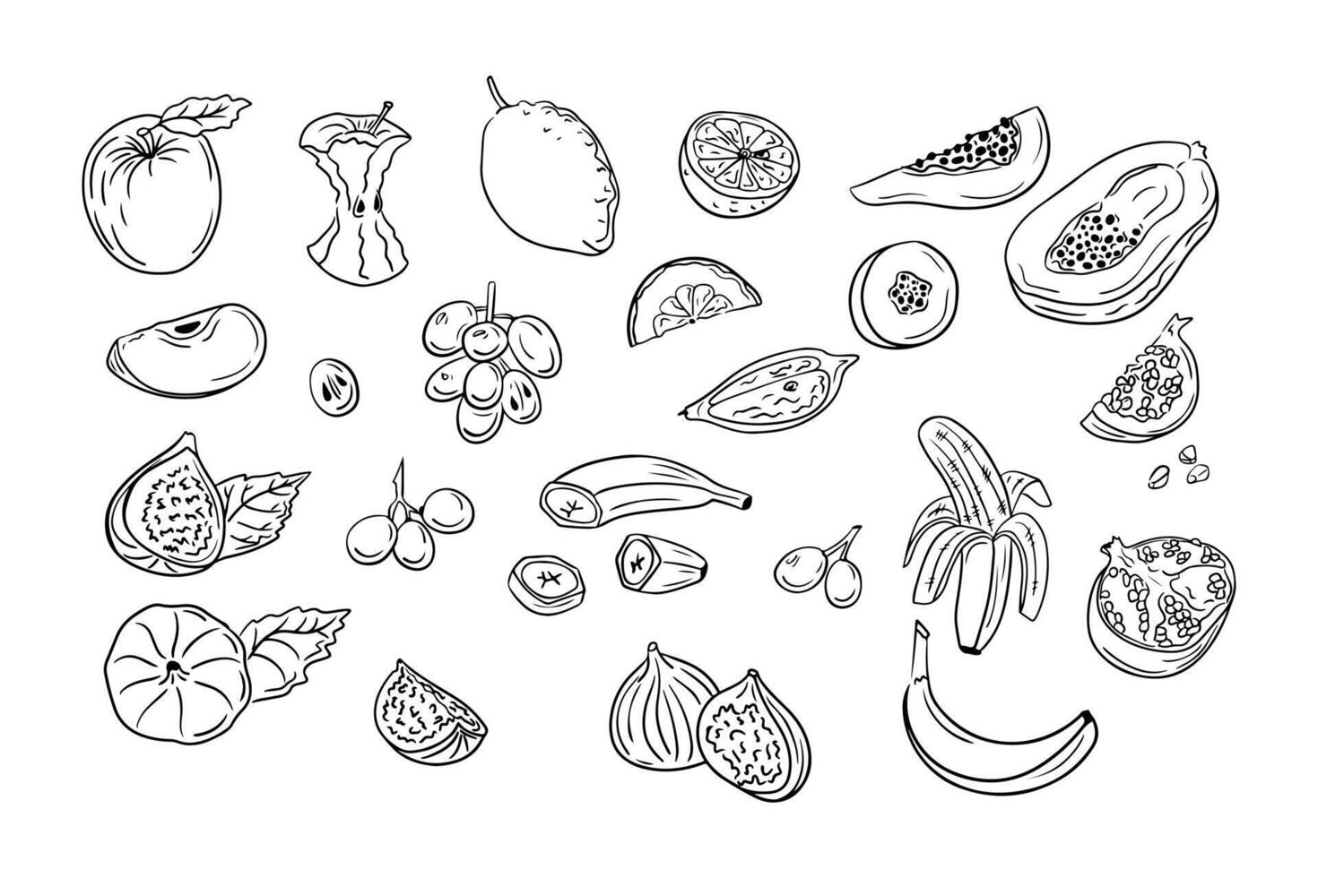 Hand drawn sketchy outline set of juicy fruits. Doodle black contour whole fruits and slices on white background. Ideal for coloring pages, tattoo, pattern vector