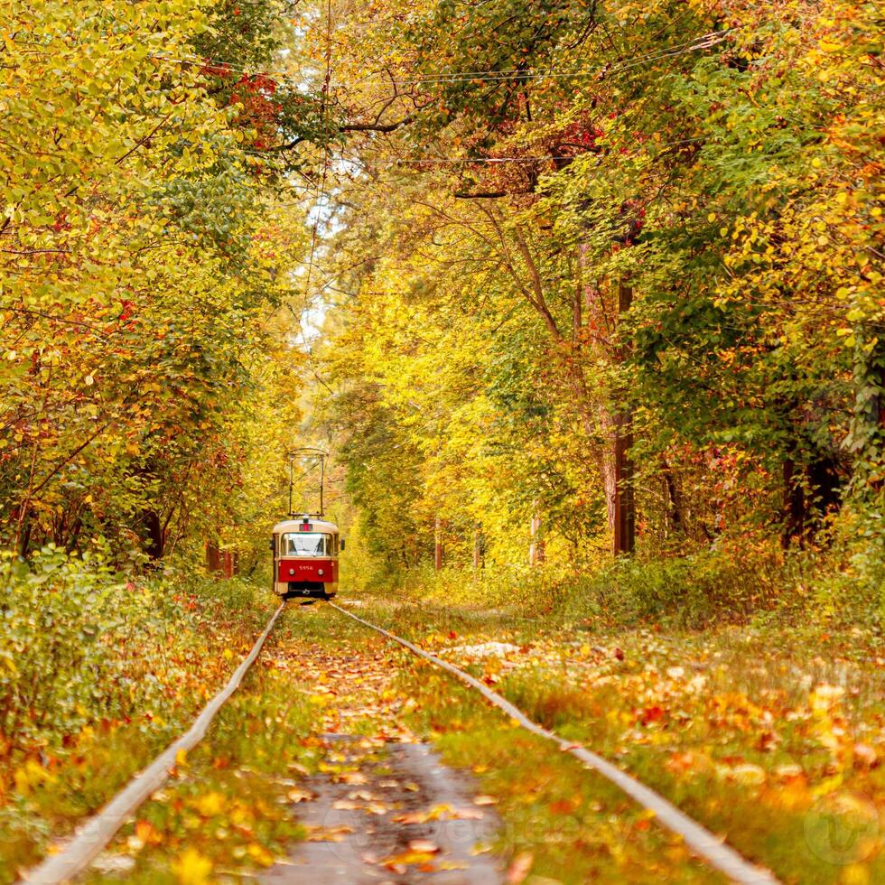 Autumn forest through which an old tram rides Ukraine photo