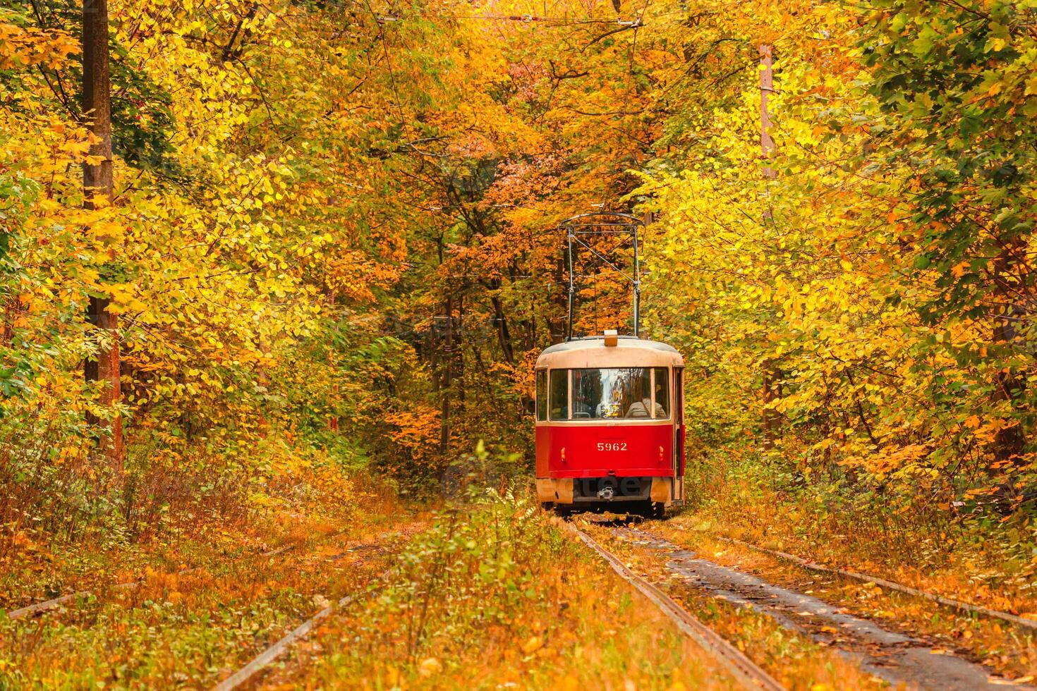 Autumn forest through which an old tram rides Ukraine photo