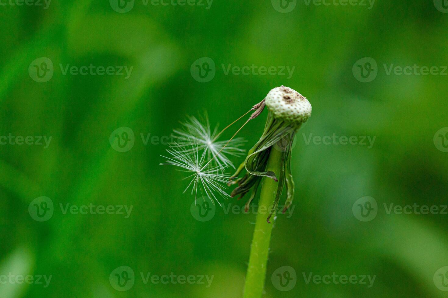 dandelion on a background of green gras photo