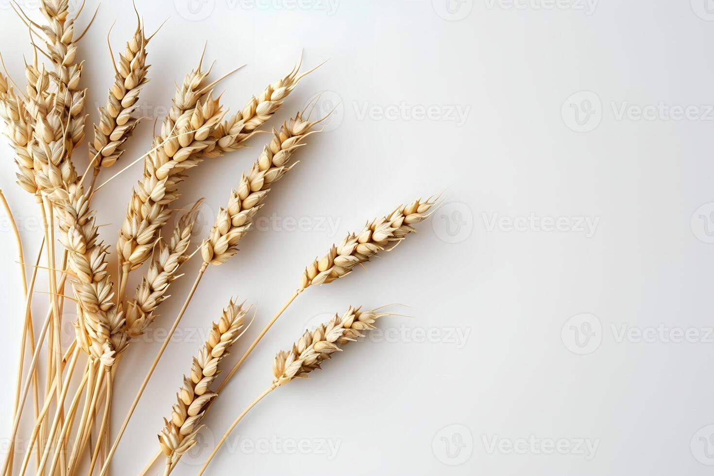 AI generated Several stalks of wheat arranged on a white background. photo