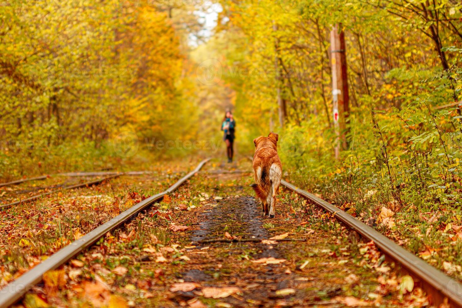 otoño bosque mediante cuales un antiguo tranvía paseos Ucrania y rojo perro foto