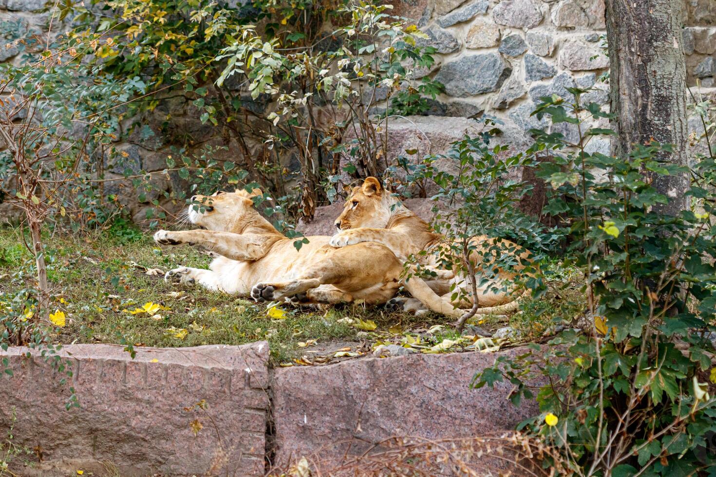 macro of a beautiful lioness in nature photo