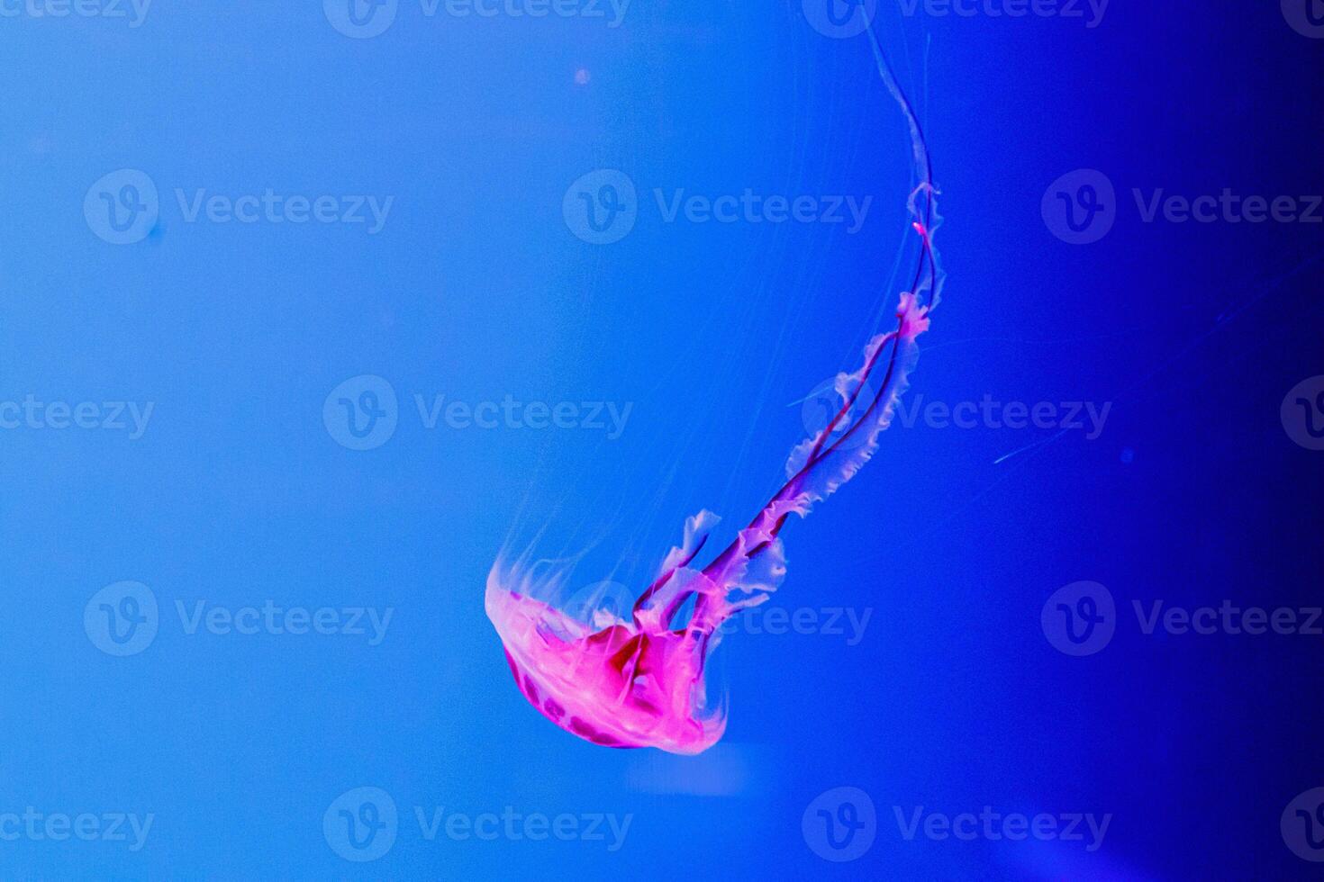 macro of a beautiful jellyfish chrysaora lactea photo