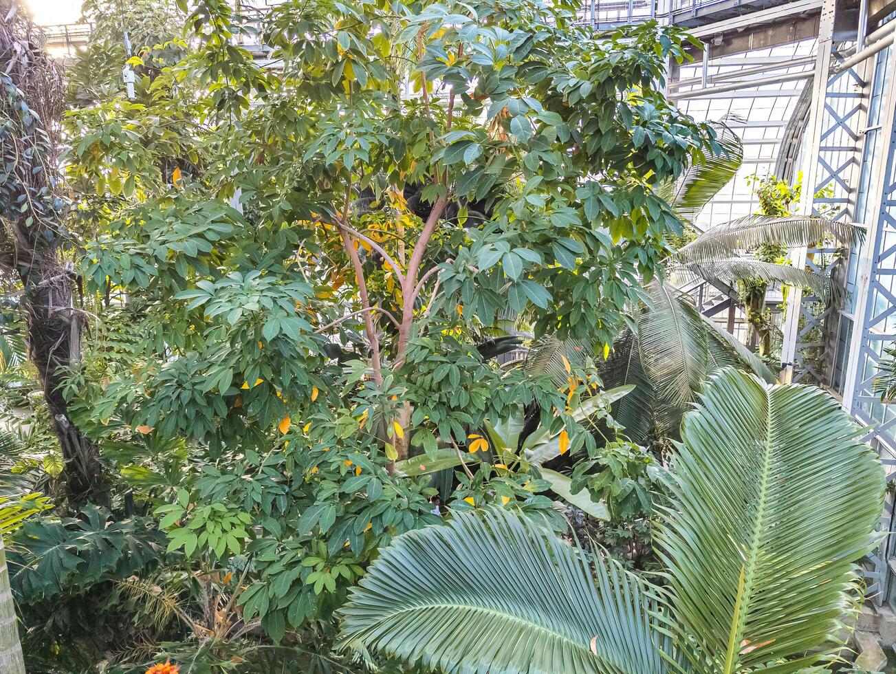 un exposición de plantas en el edificio de el botánico jardín en Washington, Estados Unidos en invierno. foto