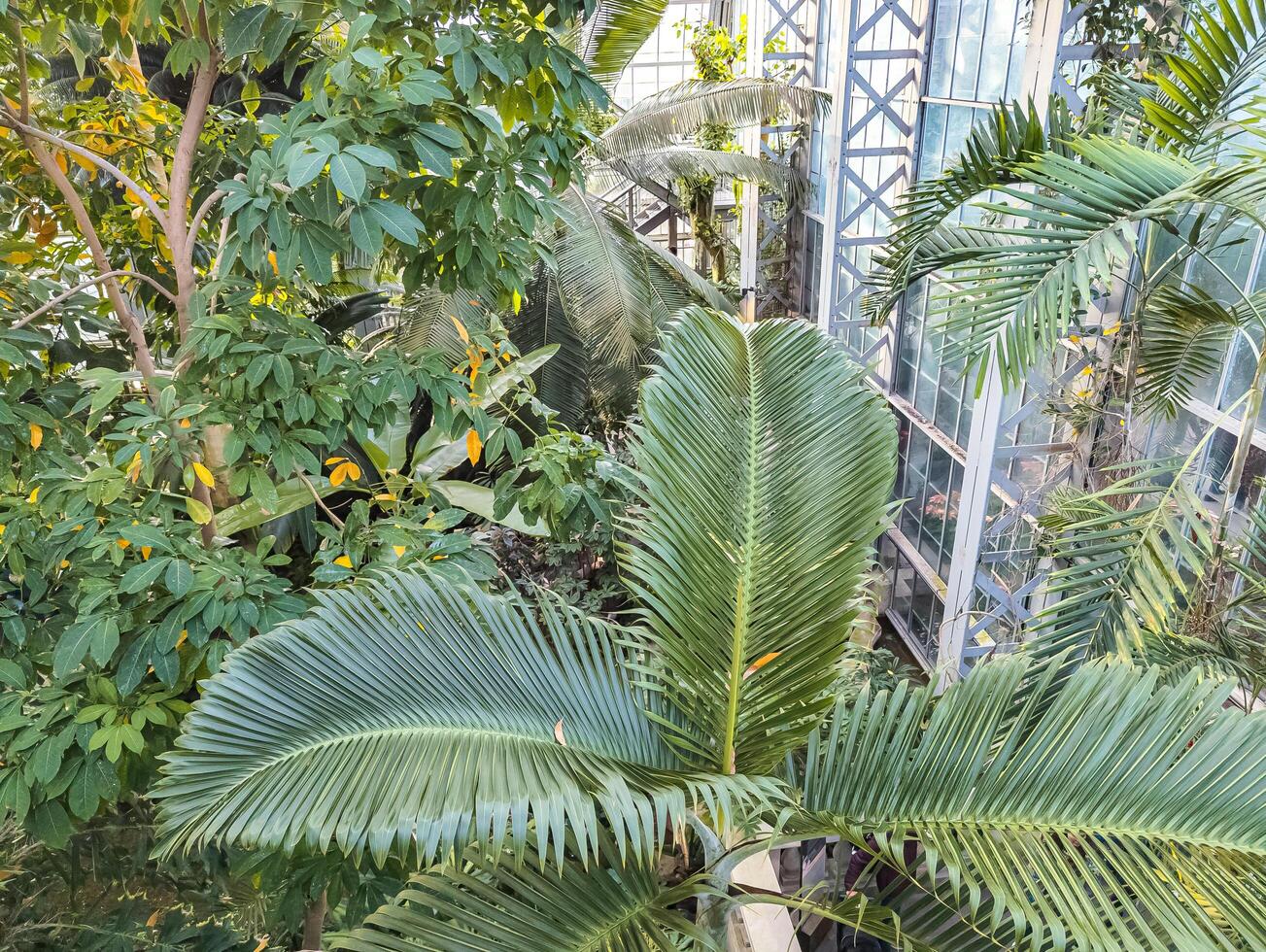 An exposition of plants in the building of the botanical garden in Washington, USA in winter. photo