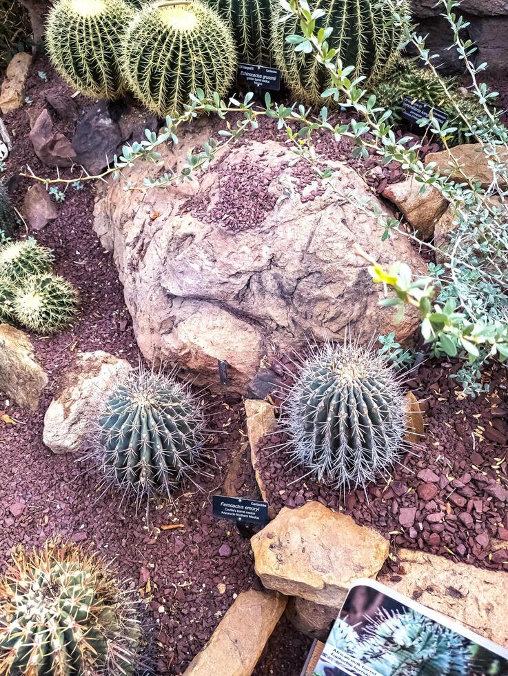 un exposición de plantas en el edificio de el botánico jardín en Washington, Estados Unidos en invierno. foto