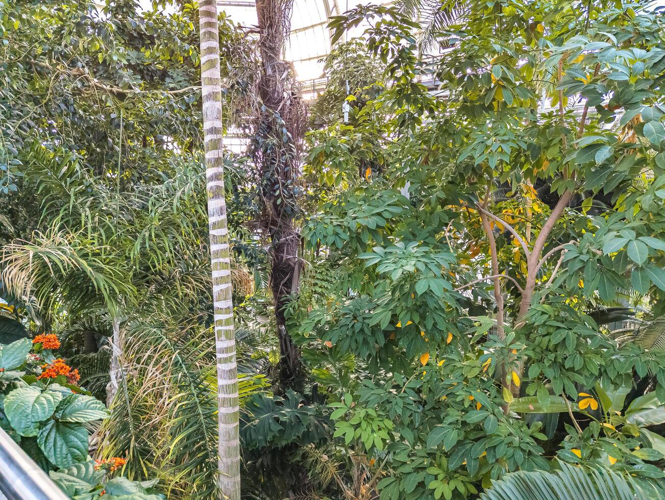 An exposition of plants in the building of the botanical garden in Washington, USA in winter. photo