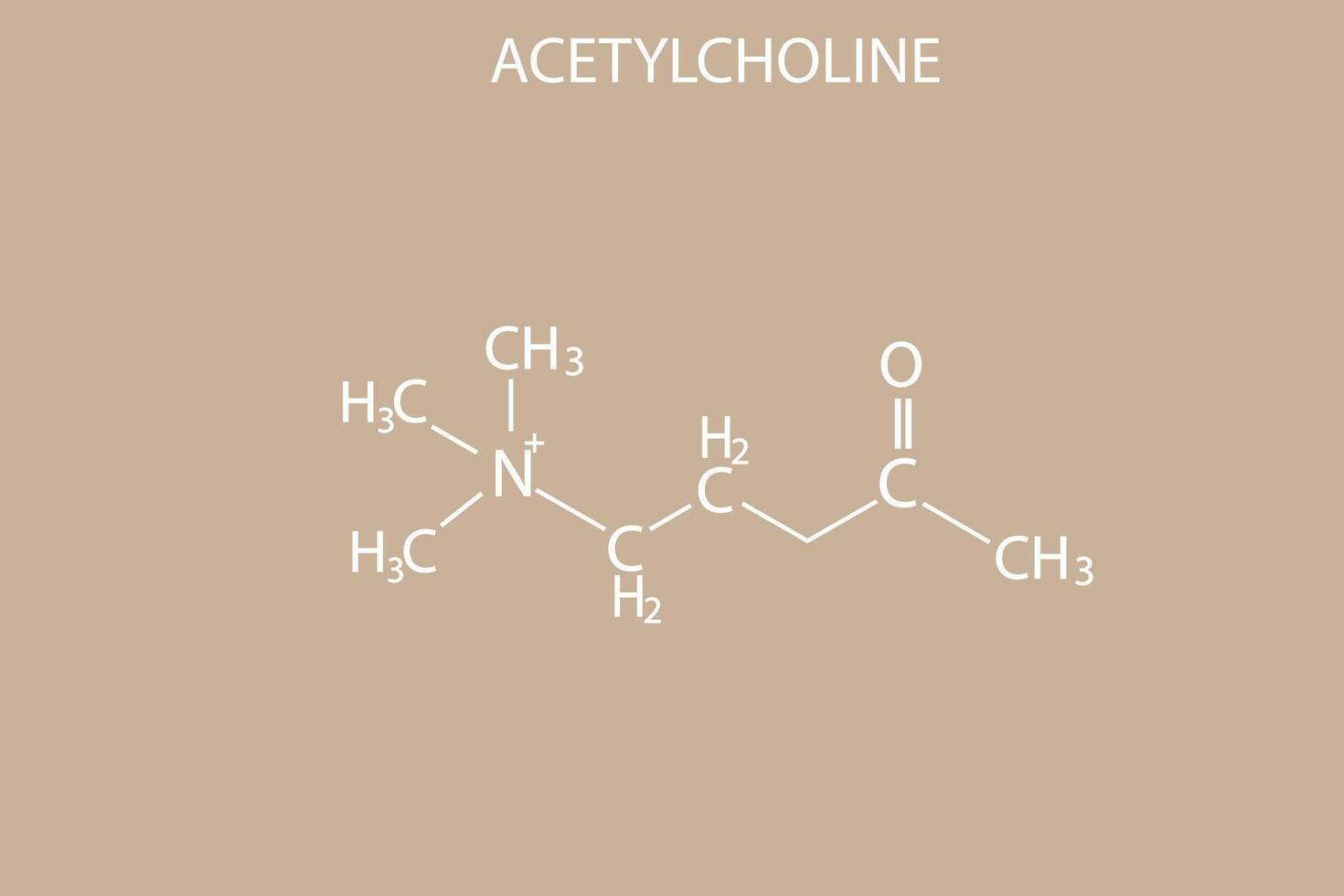 acetilcolina molecular esquelético químico fórmula vector