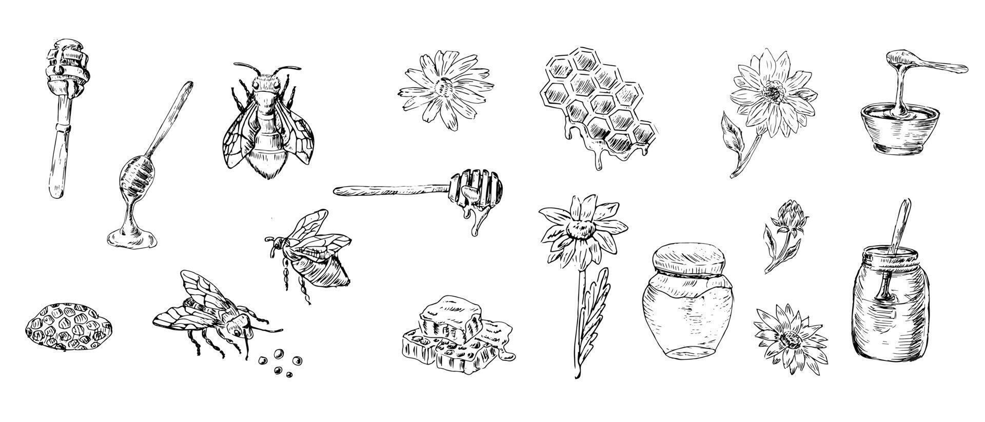 Big outline set of honey design elements bee and jar vector