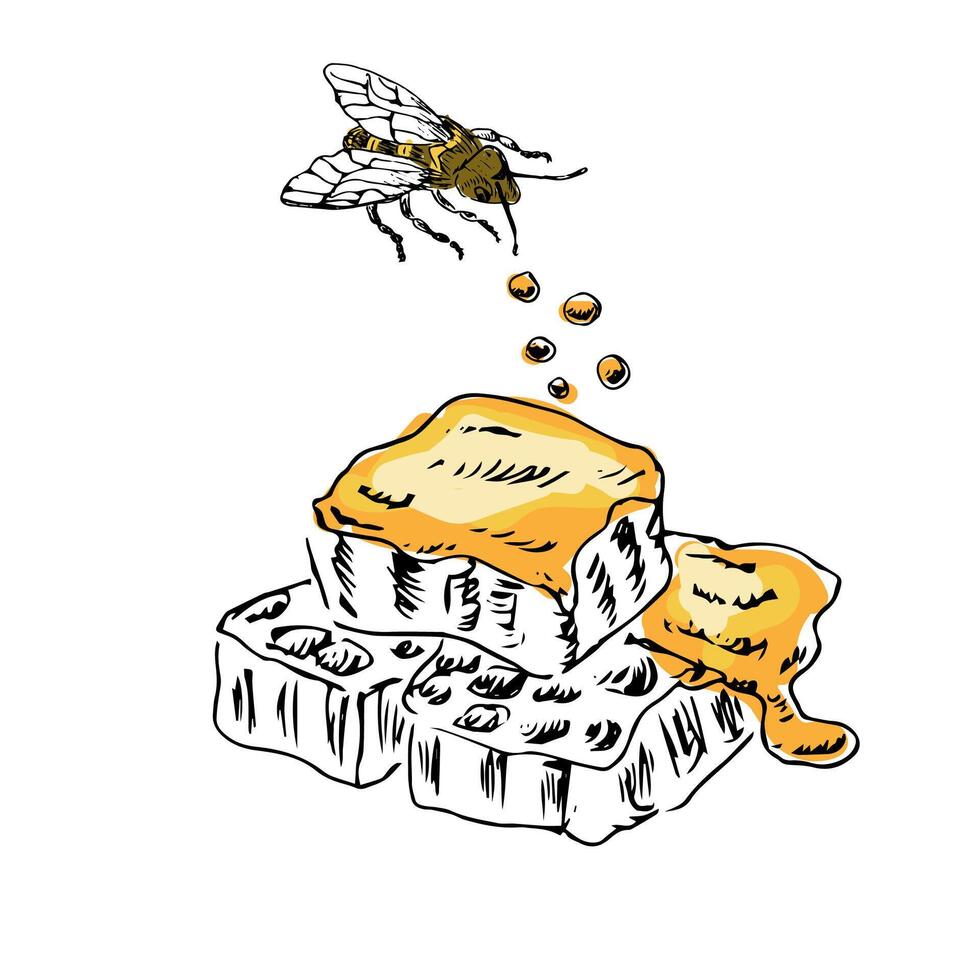 Honey comb and bee hand drawn sketch in color vector