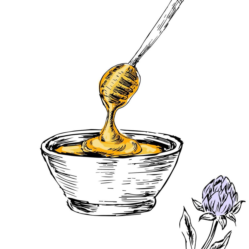 Honey with clover sketch background vector