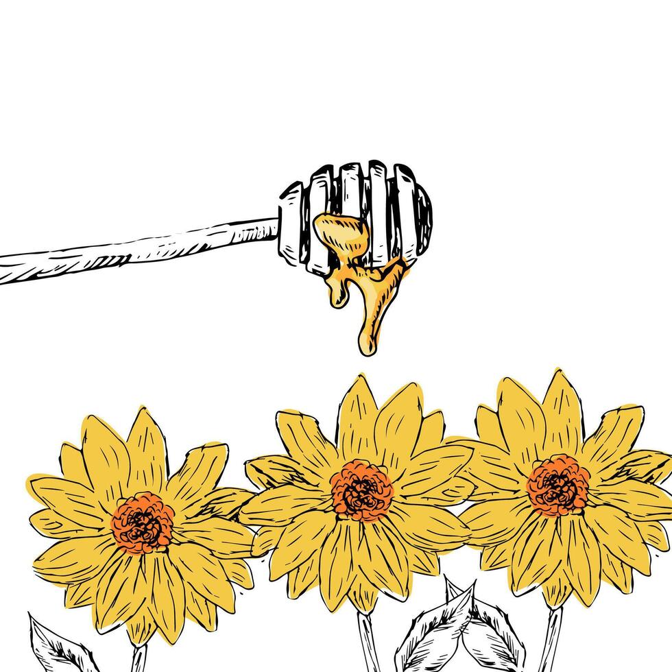 Honey background with flower hand drawn sketch in color vector