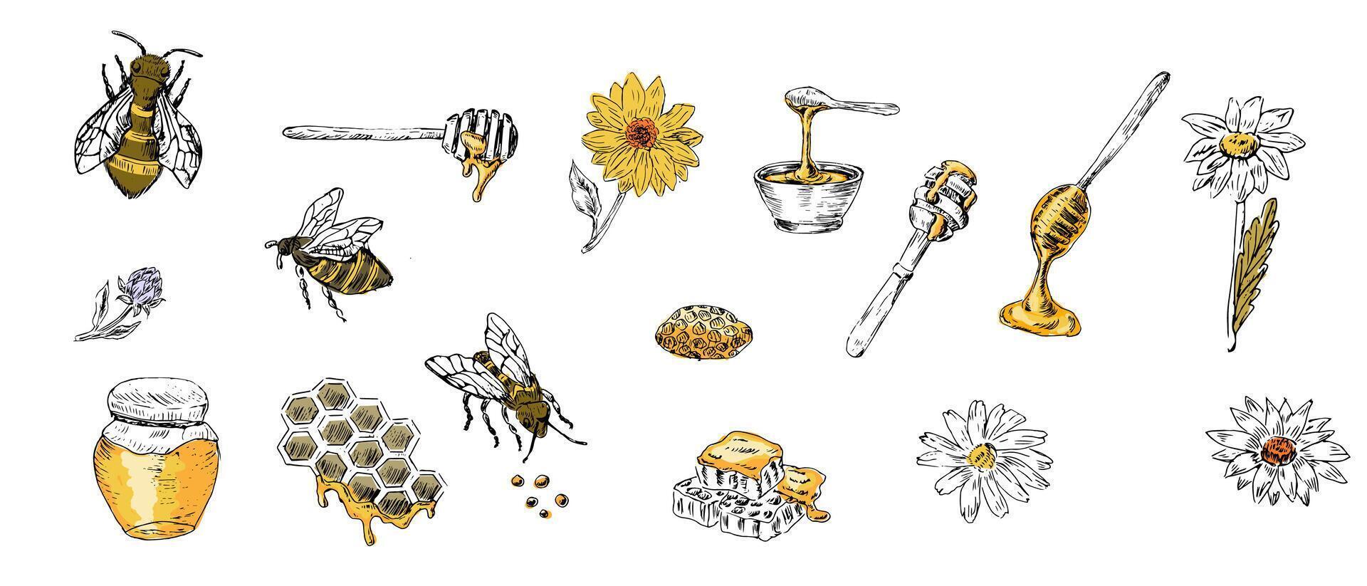 Honey set of sketch bee, spoon, jar, honeycomb with yellow colors vector