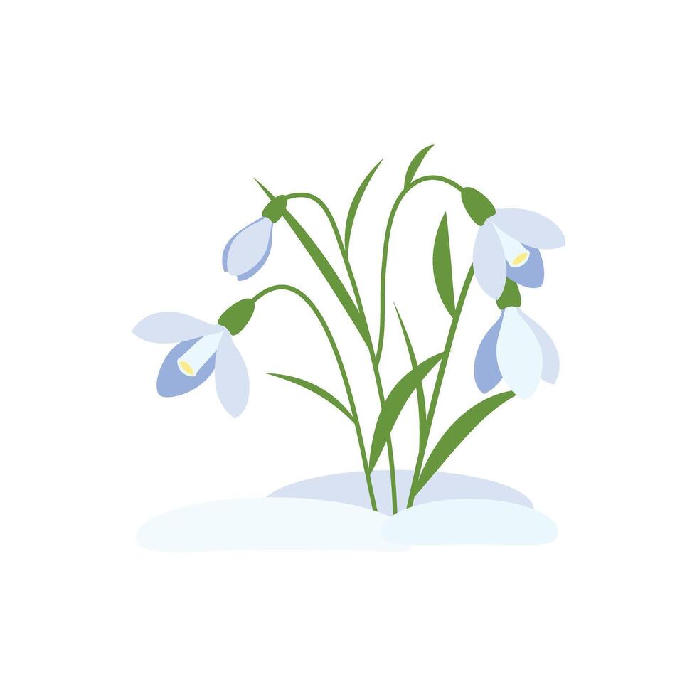 Spring flowers. Snowdrops vector illustration. Snowdrops blossoming through the snow. Simple vector flat illustration.