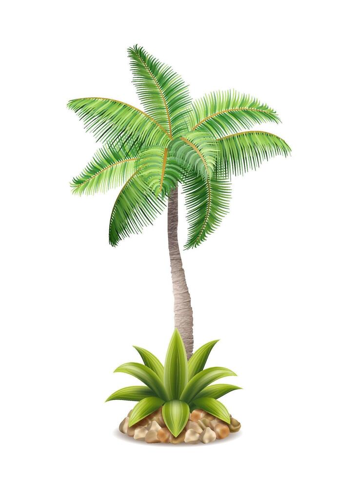 tropical palm tree with green foliage vector illustration isolated on white background