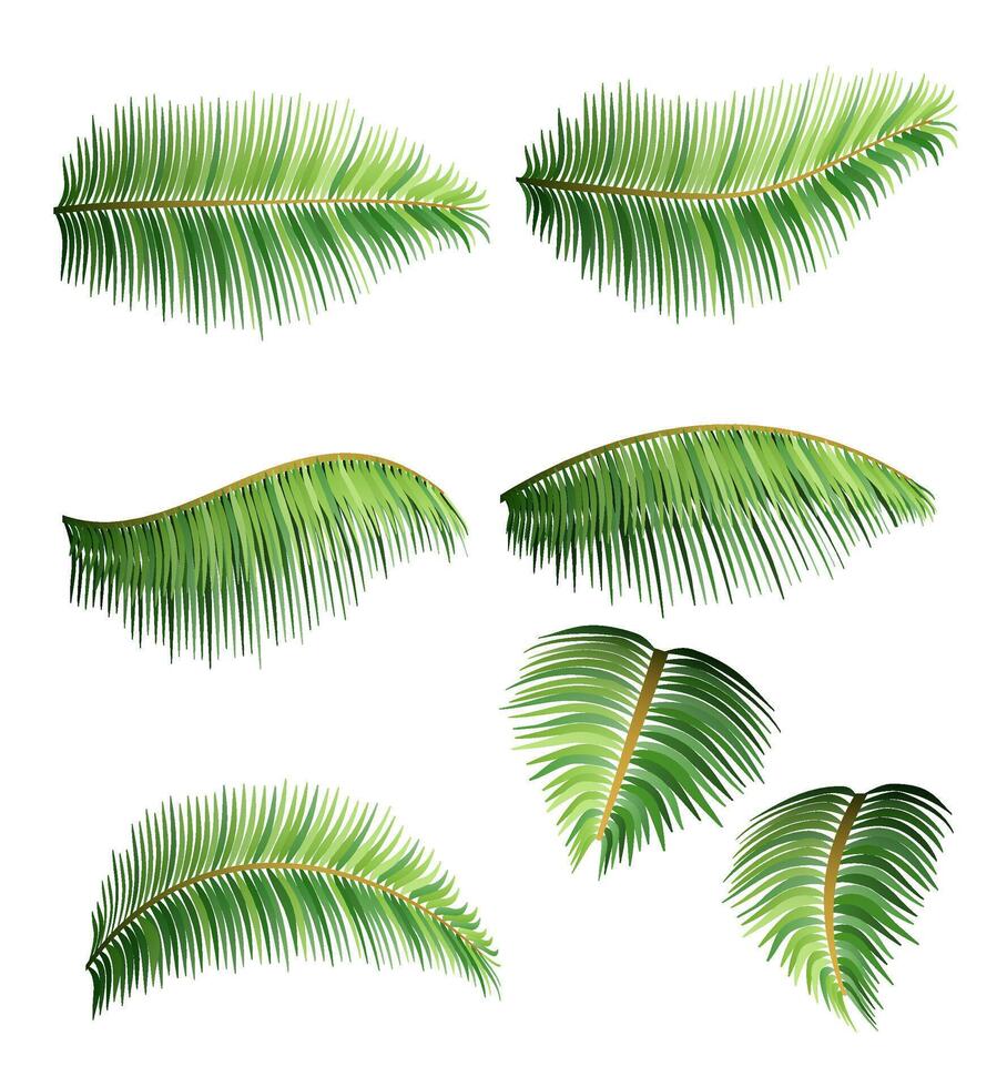 green leaves of tropical palm tree vector illustration isolated on white background