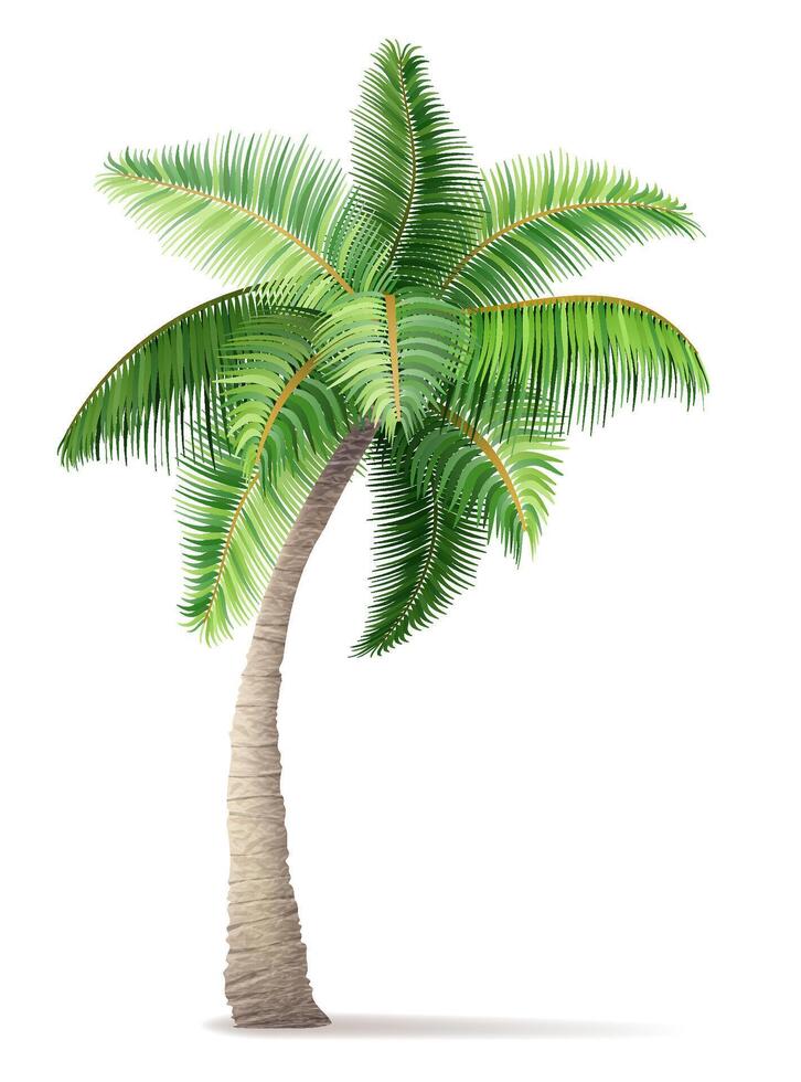 tropical palm tree with green foliage vector illustration isolated on white background