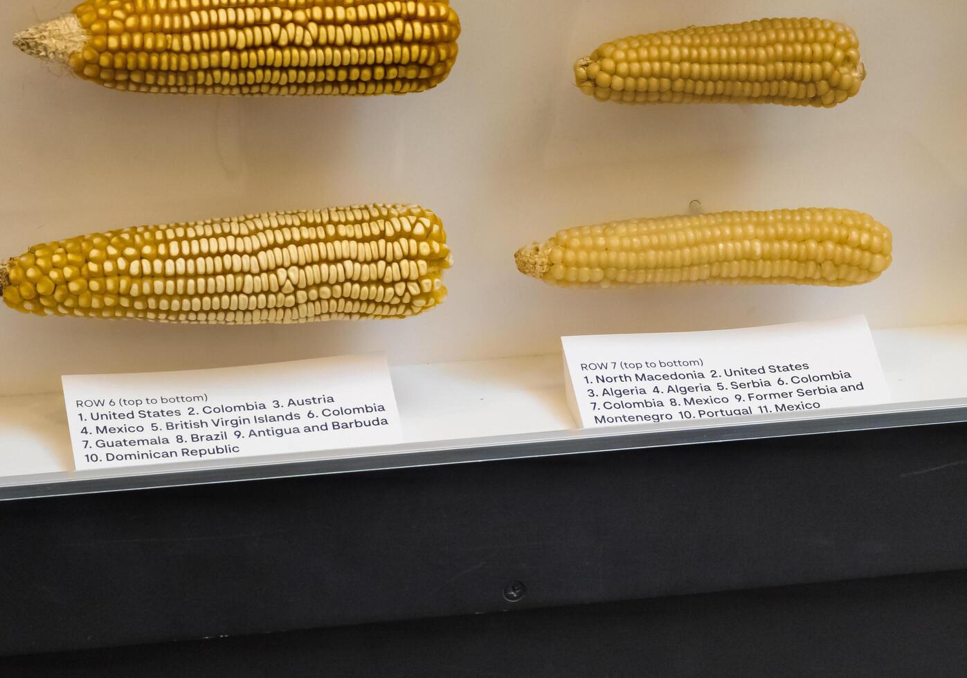 WASHINGTON, DC, USA - 12.16.2023 Corn display in the botanical garden photo