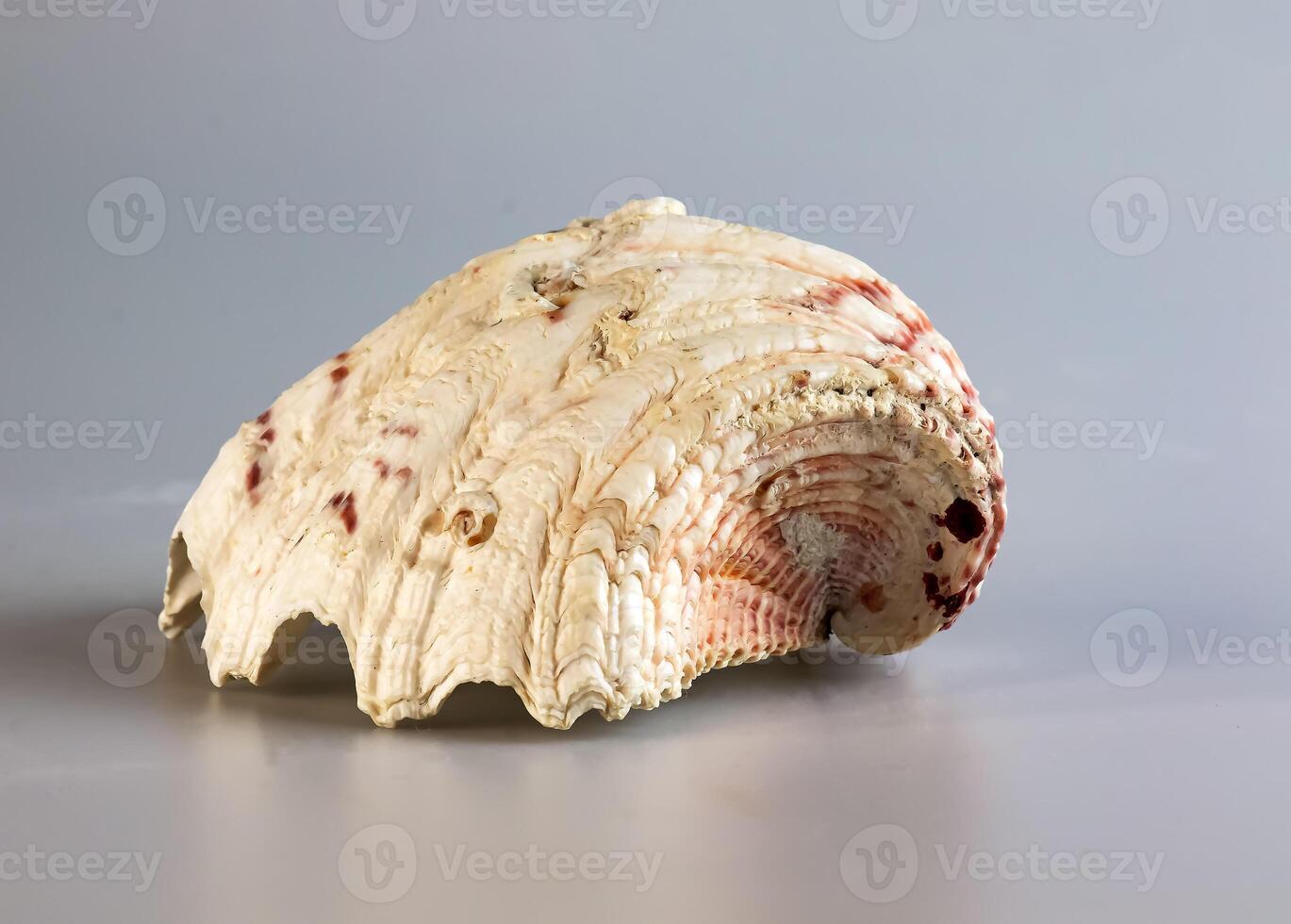 Shell of a large sea mollusk Tridacna gigas on a white background photo
