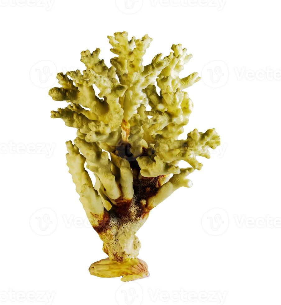 Sea coral souvenir. Isolated on a white background. photo