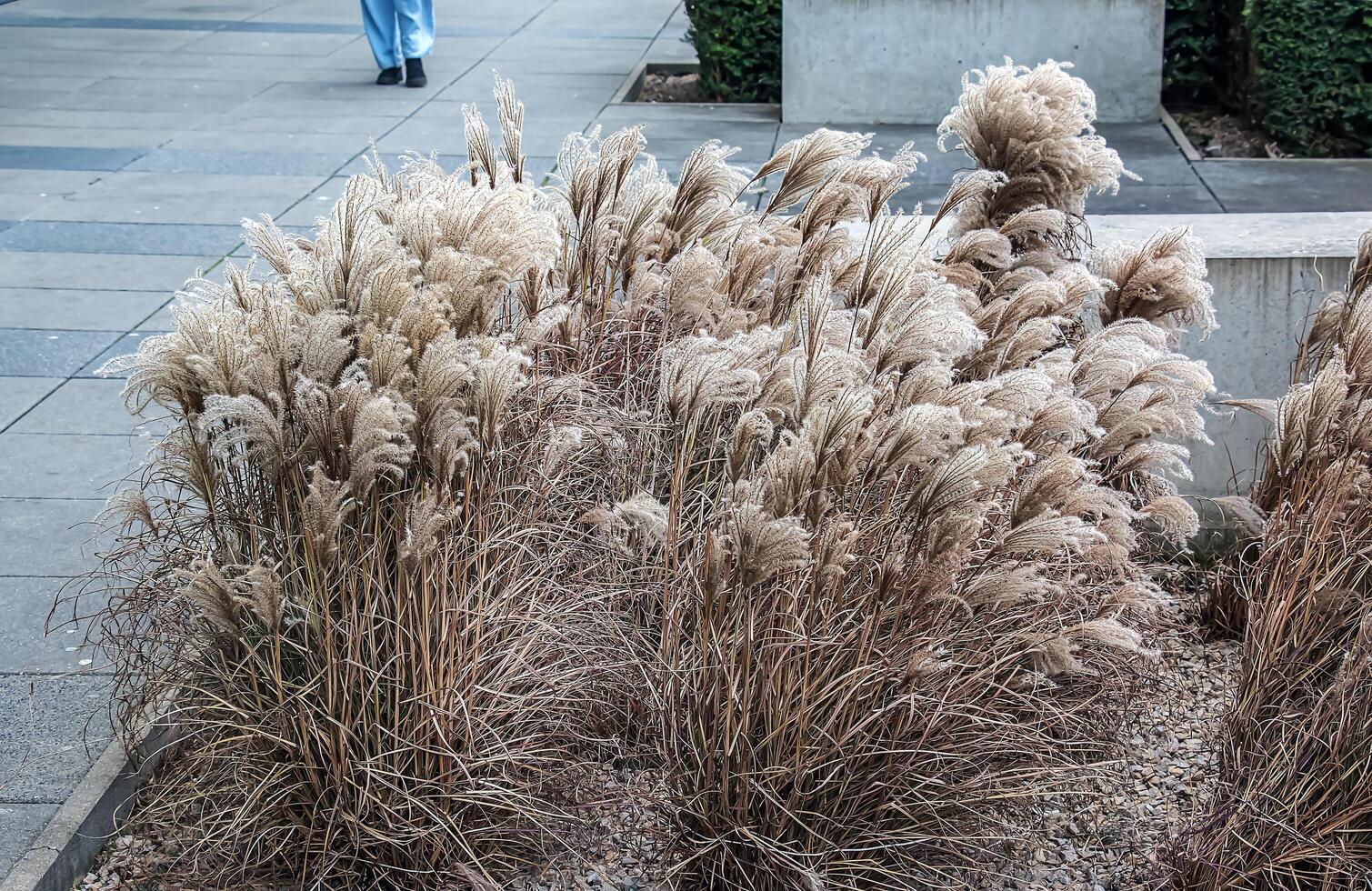 Miscanthus as an element of the urban landscape on the streets of Nitra in cloudy weather in January photo