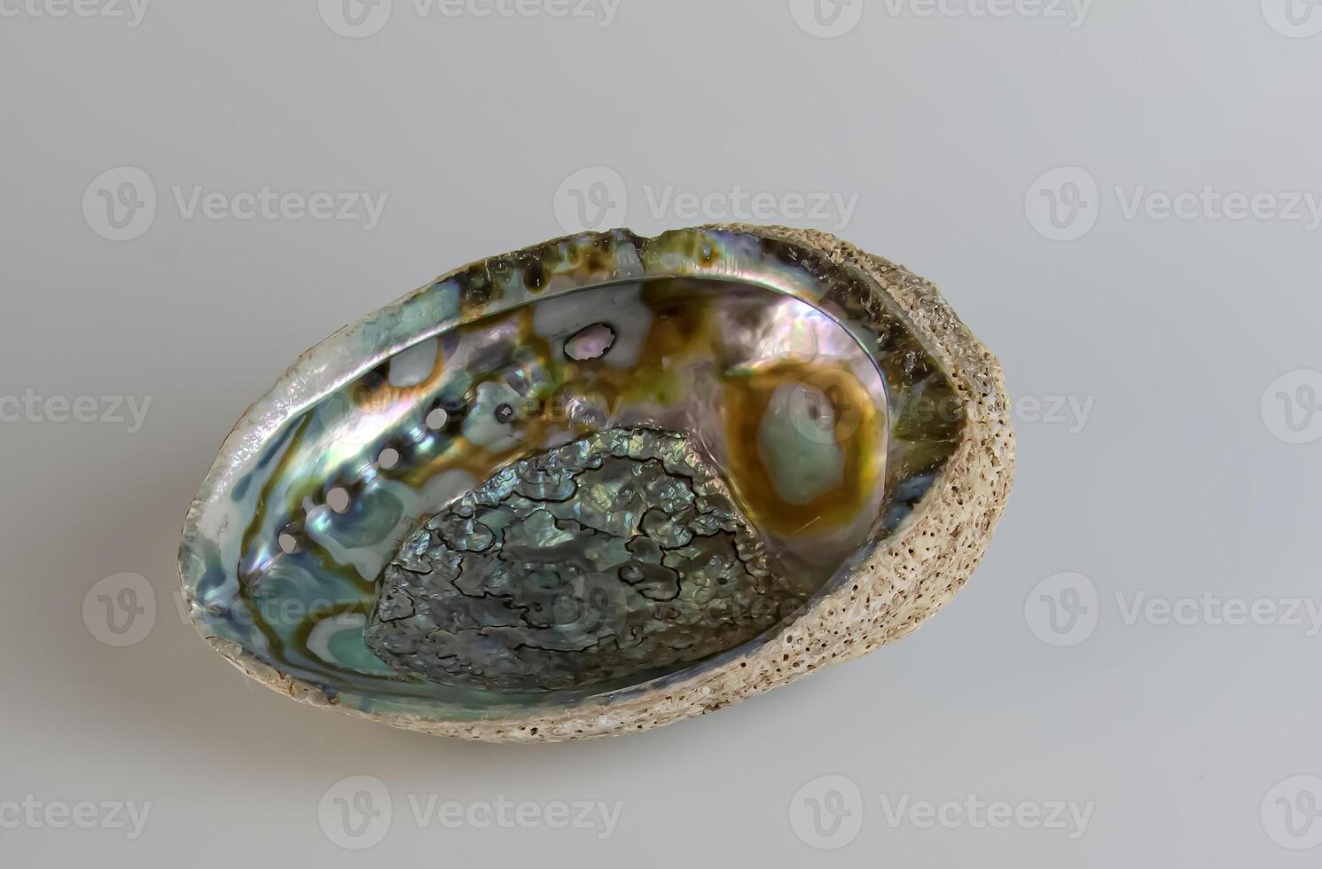 Sea shell Abalone shell Haliotis asinina on a white background. photo