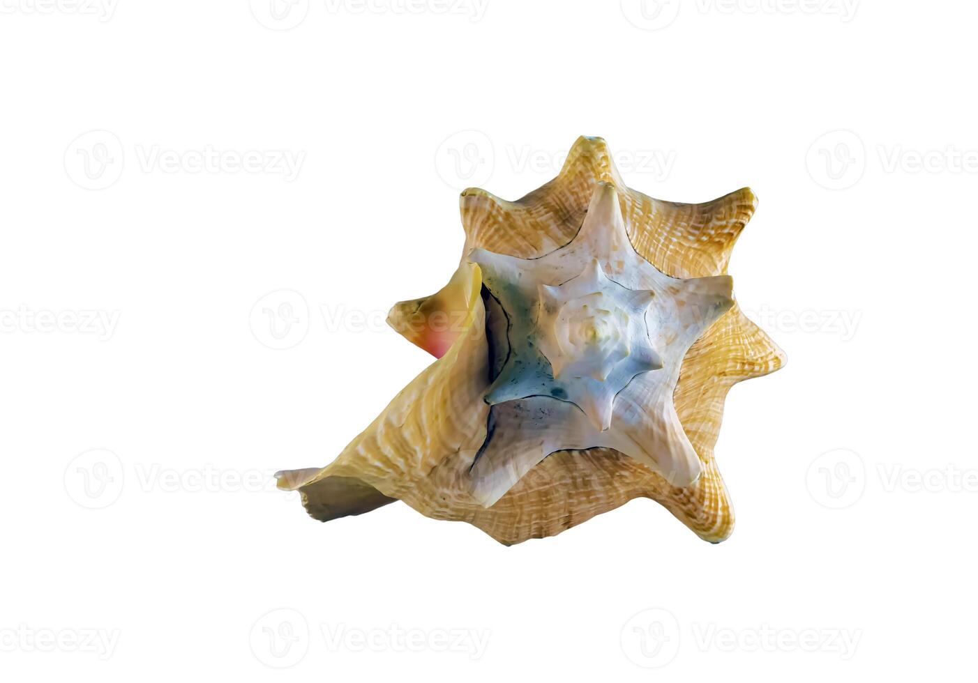 Large west indies lambi shell on a white background Spiral seashell taken closeup photo
