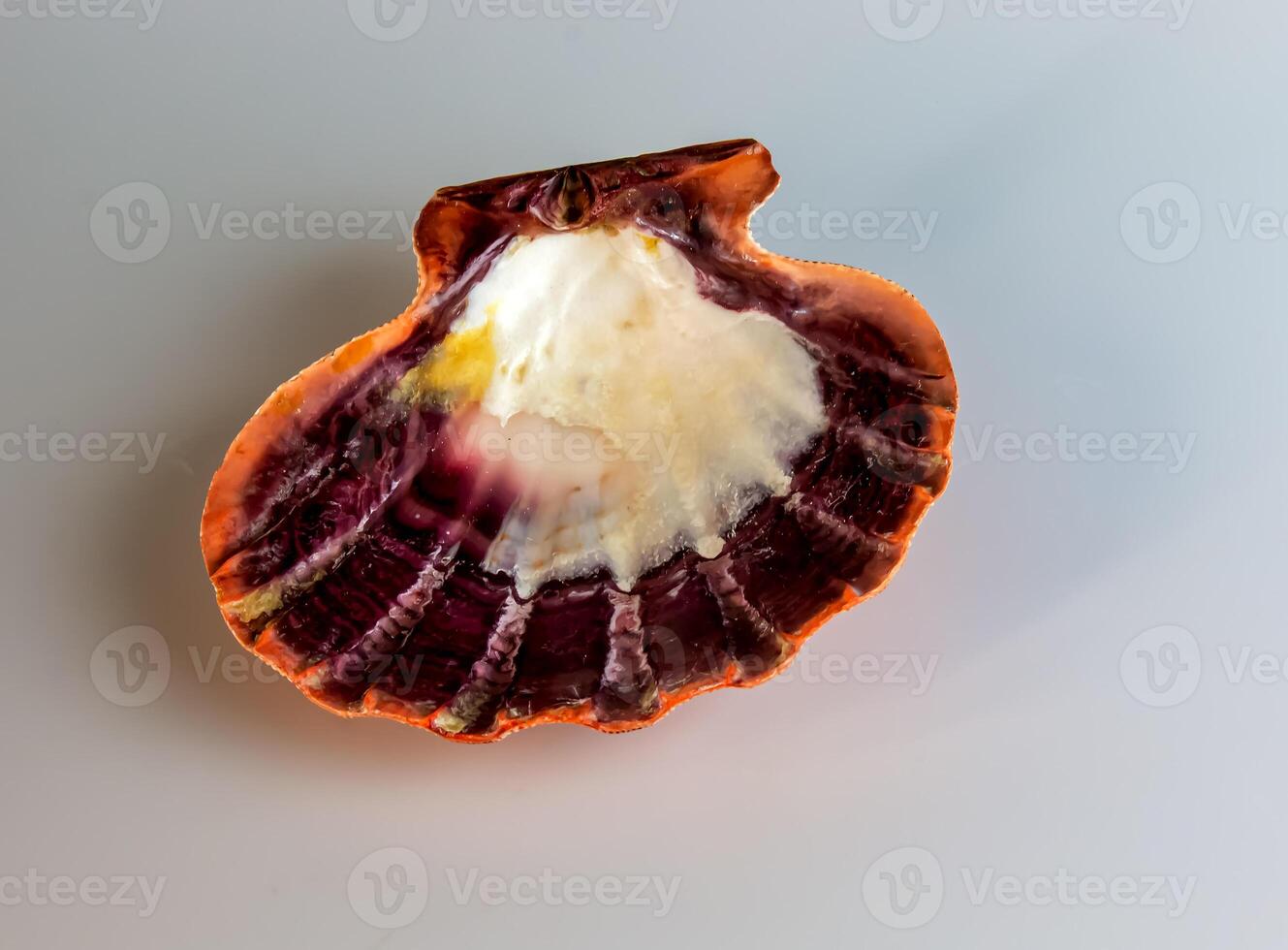 Close-up of an ocean shell of a sea scallop or Pectinidae on a white background photo