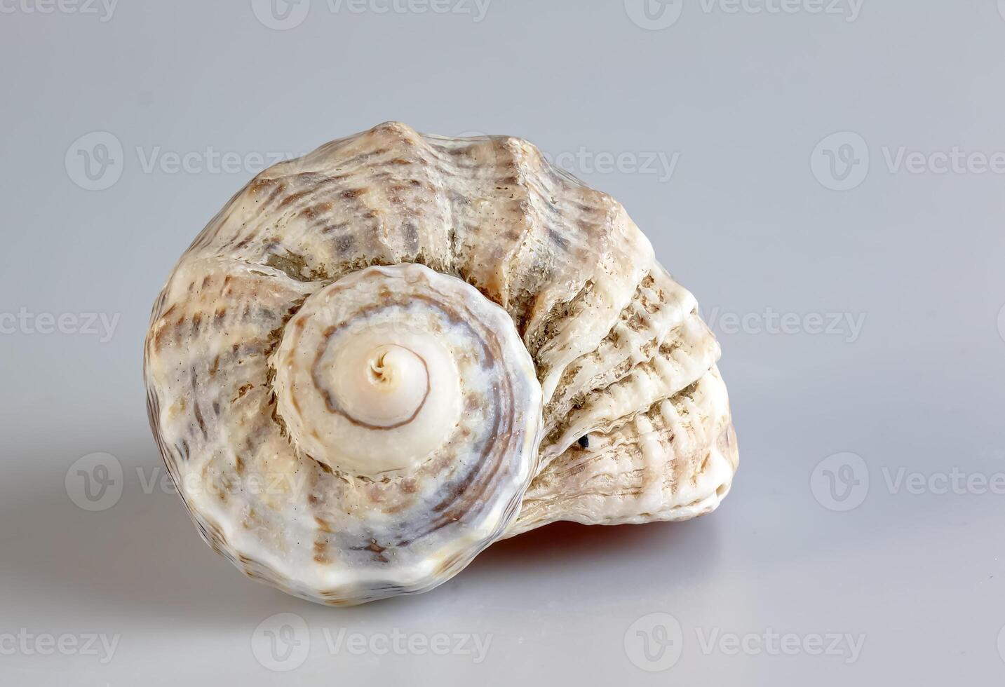 Empty shell from rapana venosa on white background. photo