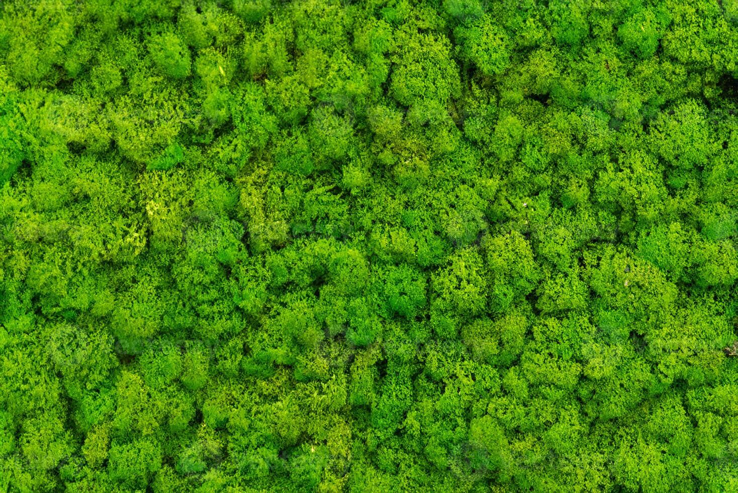 The wall inside the office is adorned with a lush green moss background, giving it a textured and somewhat irate appearance. photo