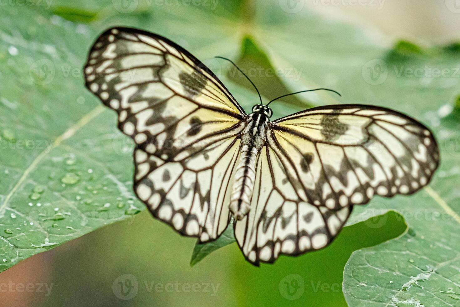 macro beautiful butterfly Idea leuconoe photo