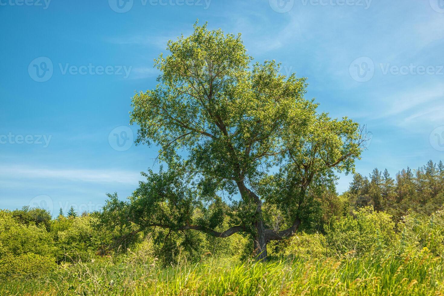 beautiful meadow on the hills with grass and flowers against the background of the sea and the sky photo