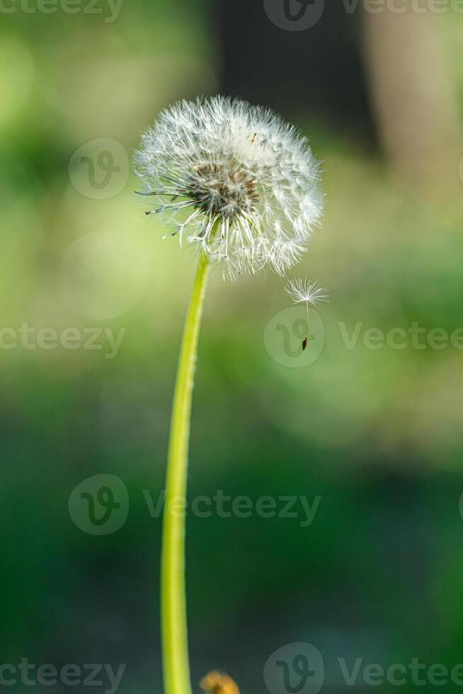 dandelion on a background of green gras photo