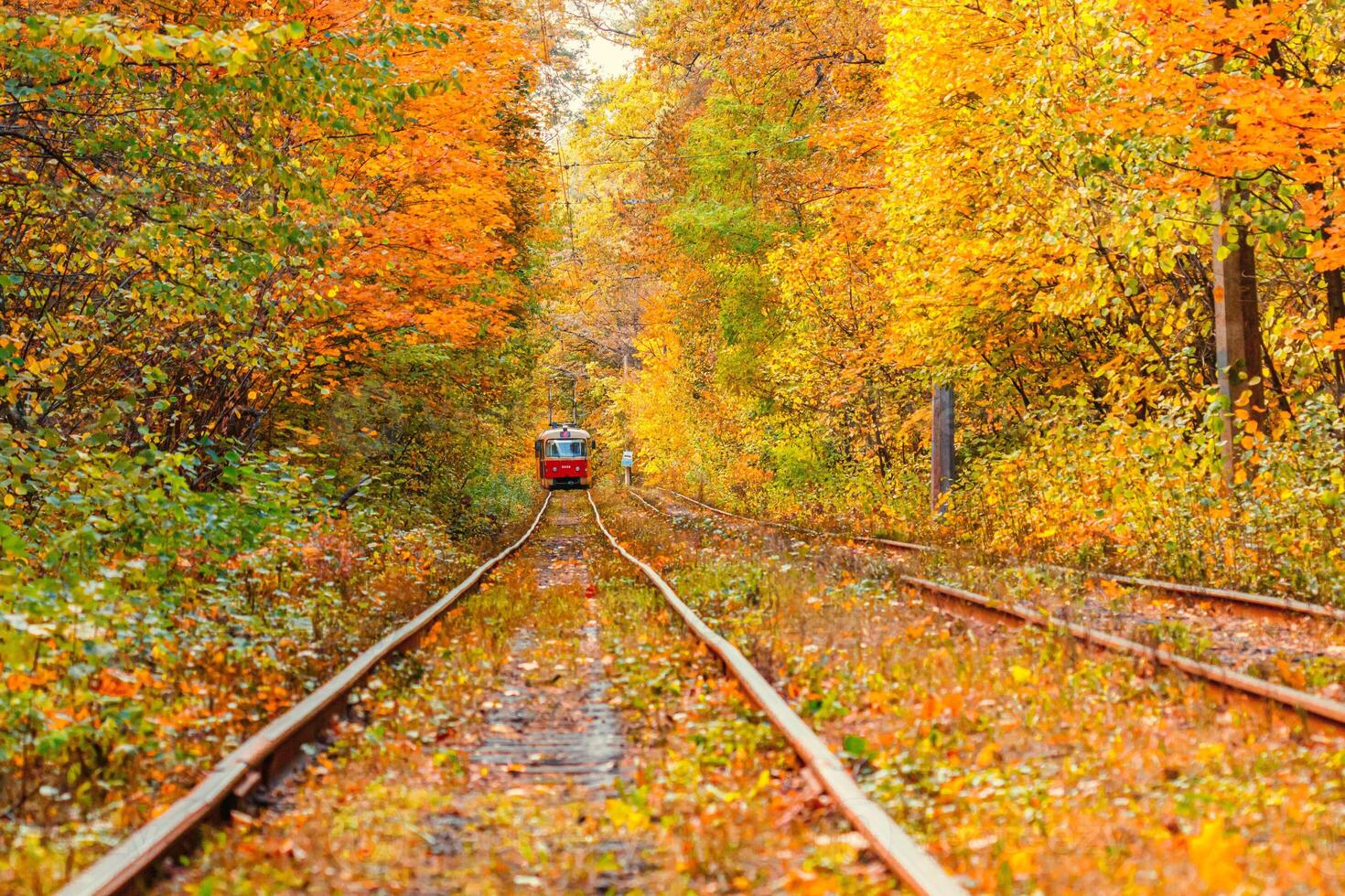 Autumn forest through which an old tram rides Ukraine photo