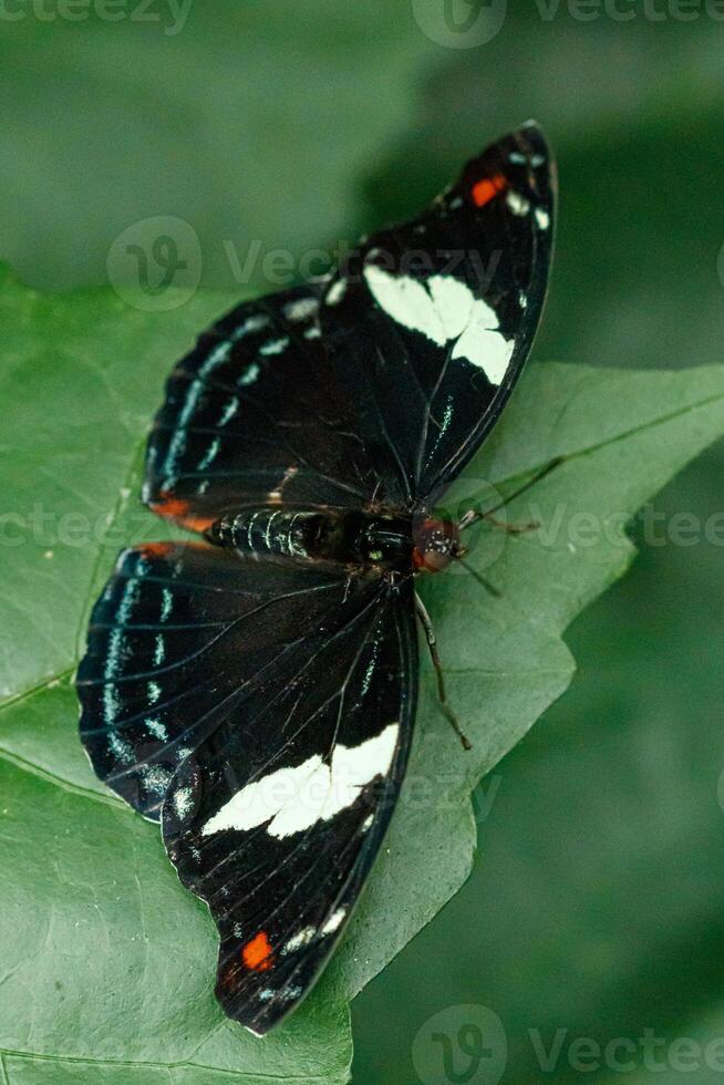 macro hermosa mariposa papilio egeo foto