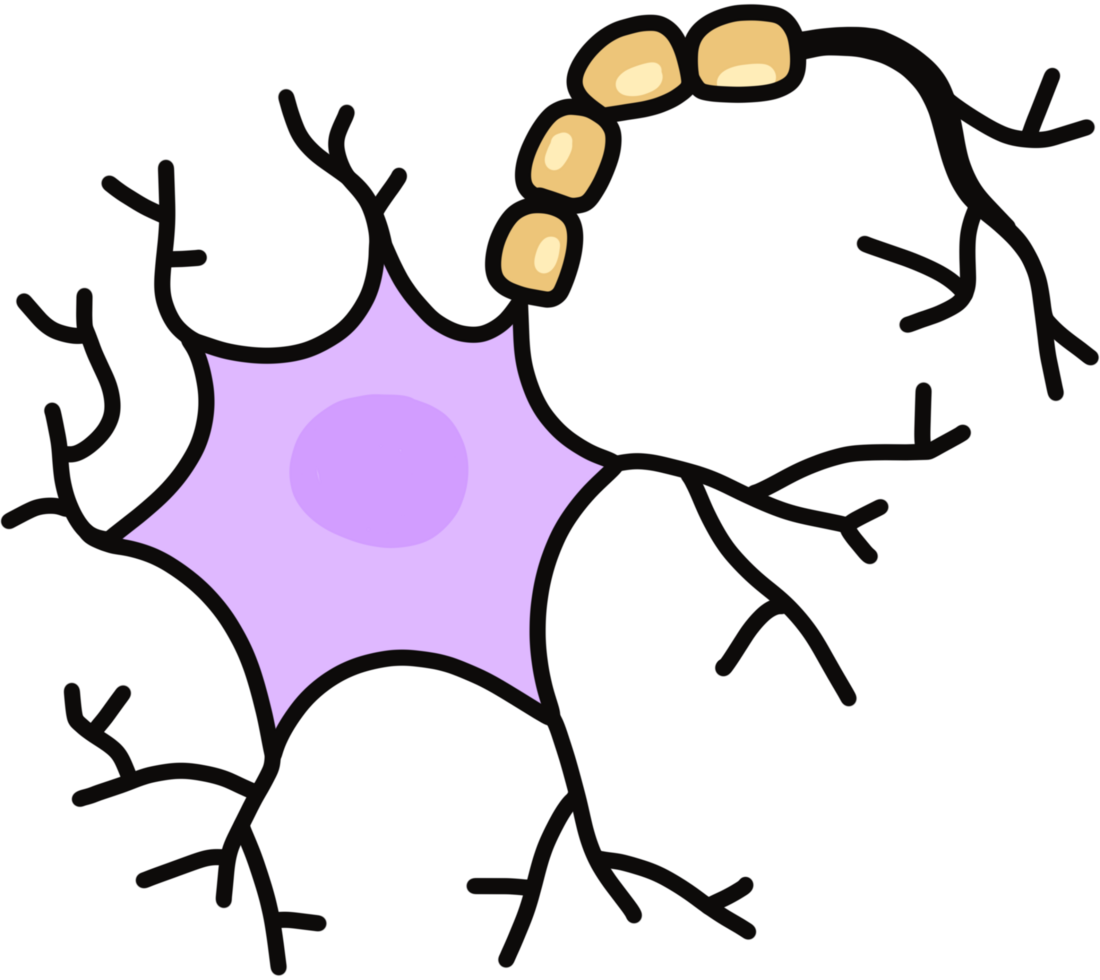 Neuron. nervous system illustration png