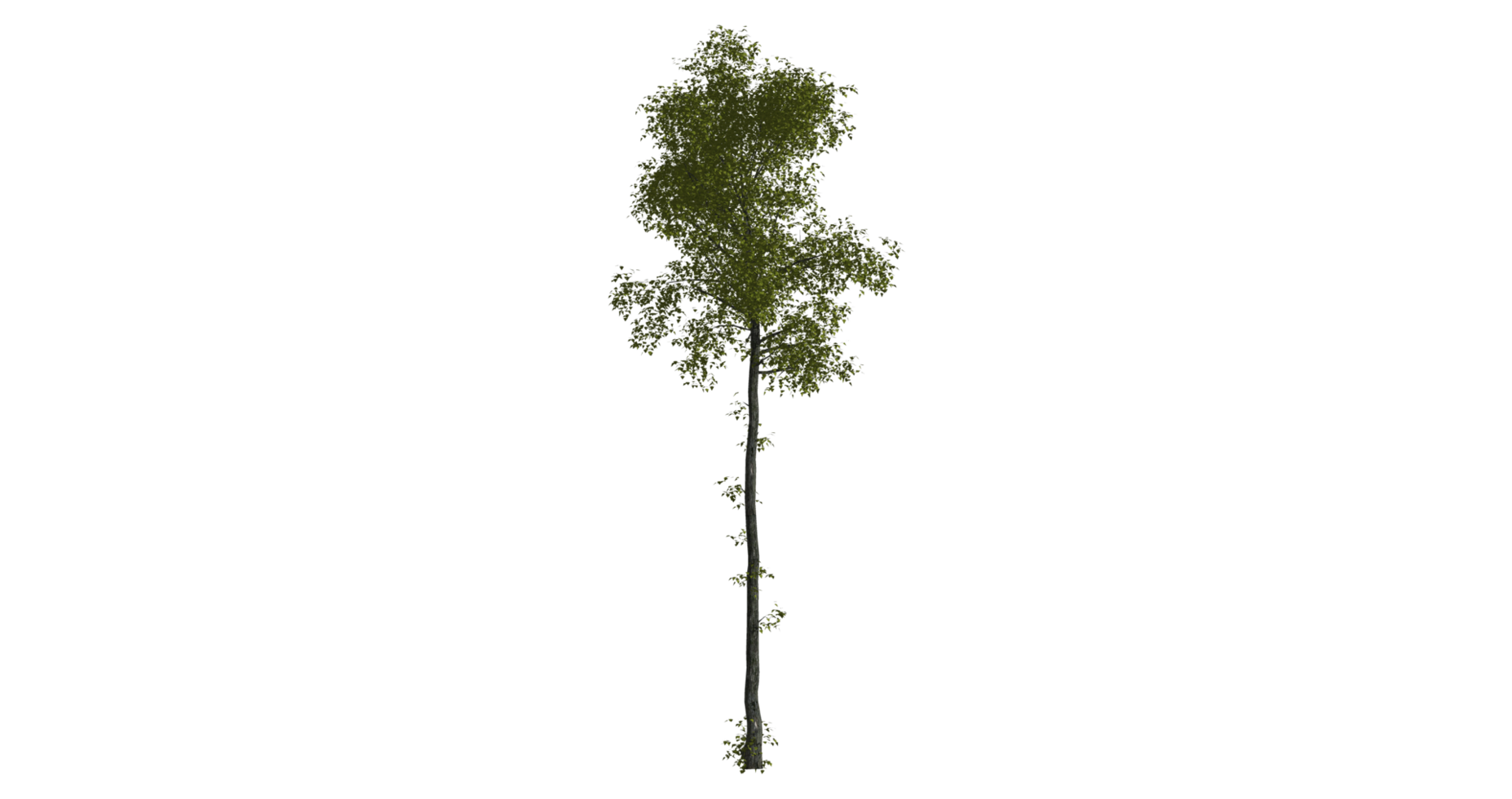 Beautiful side plan of trees tall trees short treesand shrubs png