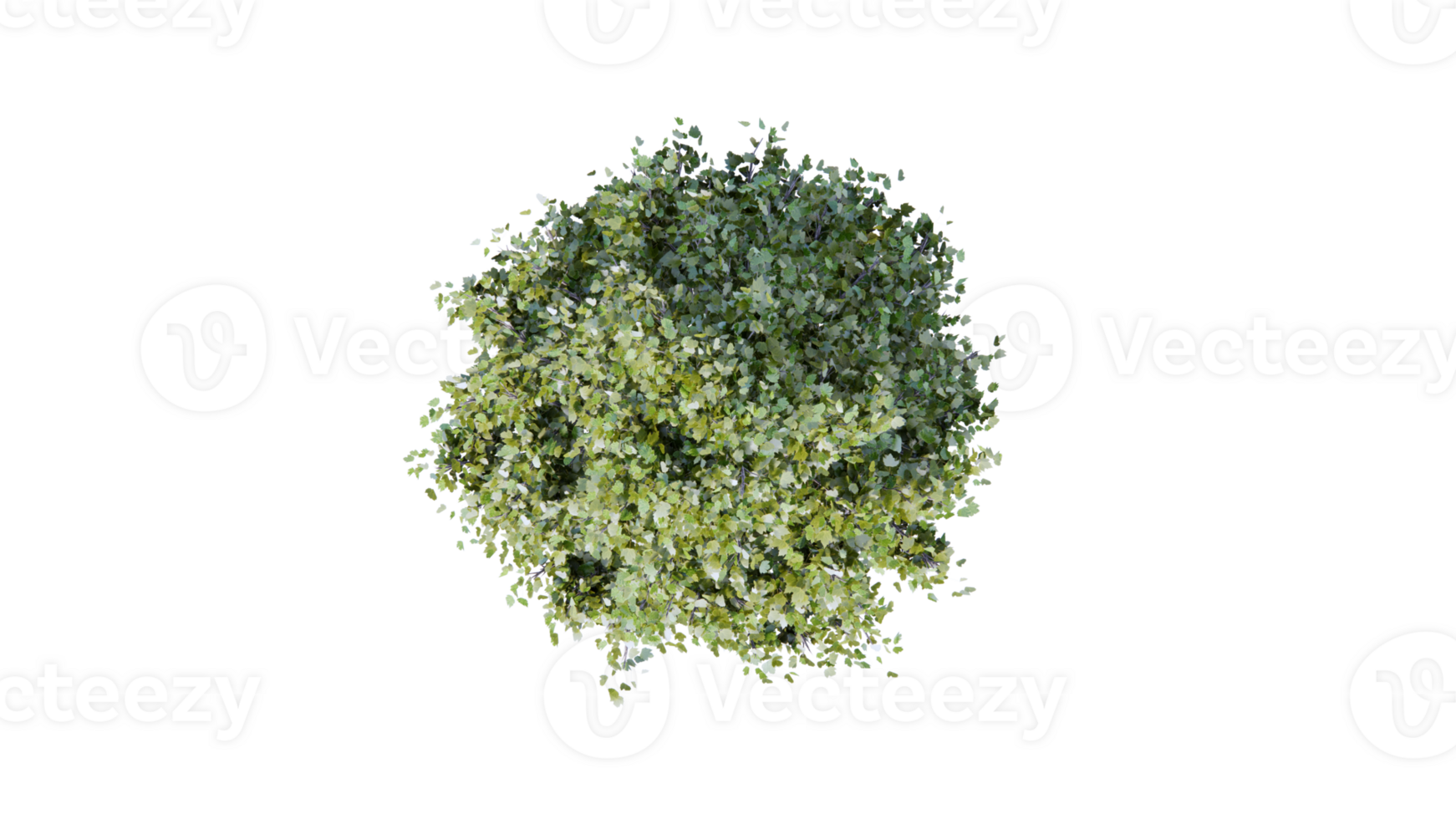 Beautiful side plan of trees all trees short trees and shrubs png