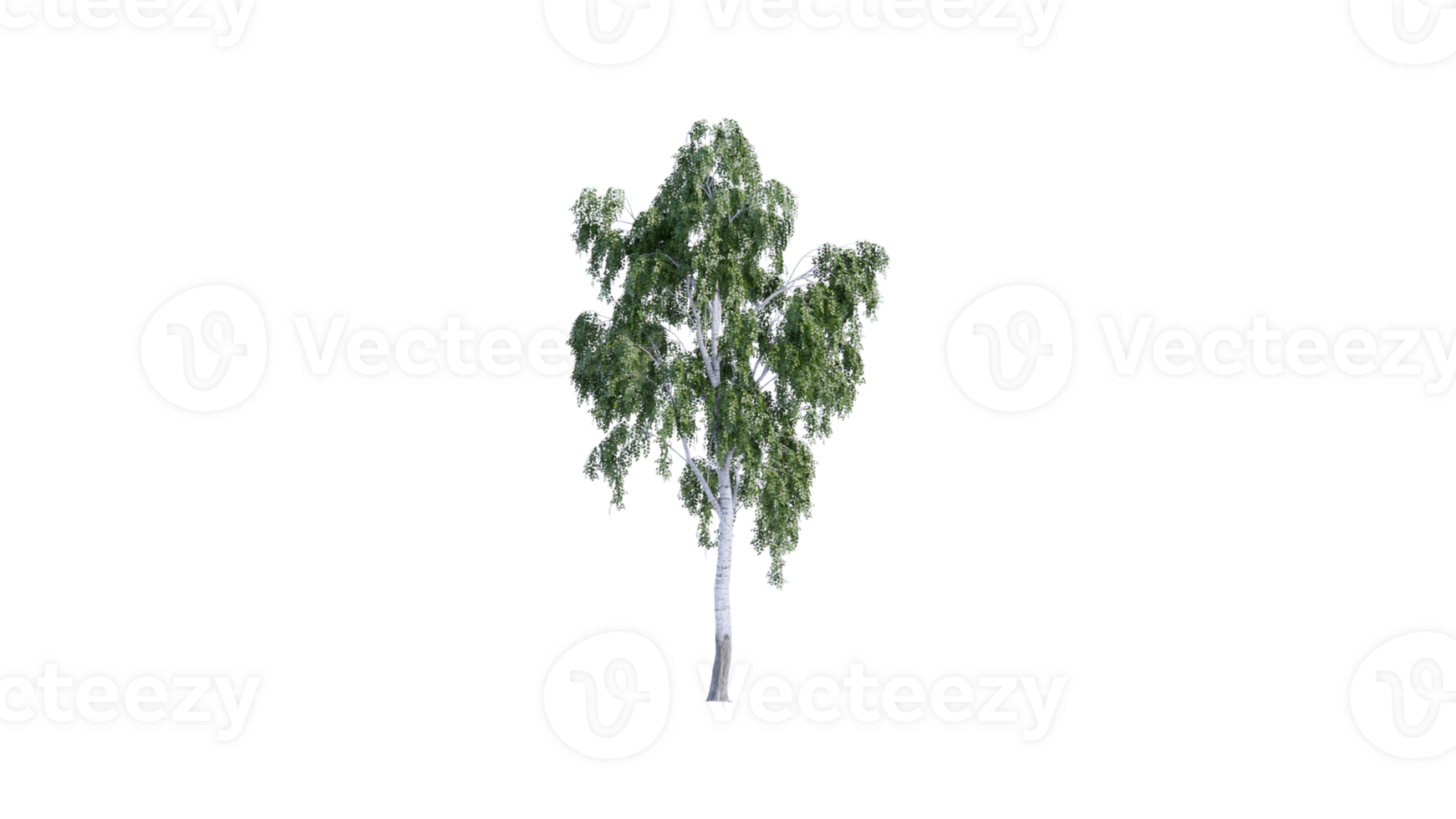 Beautiful side plan of trees all trees short trees and shrubs png