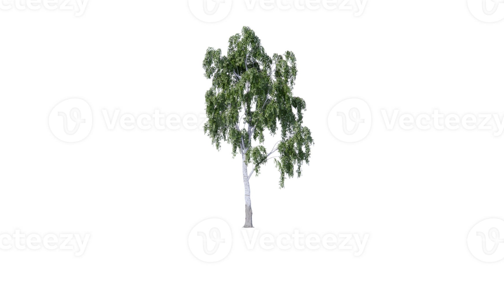 Beautiful side plan of trees all trees short trees and shrubs png