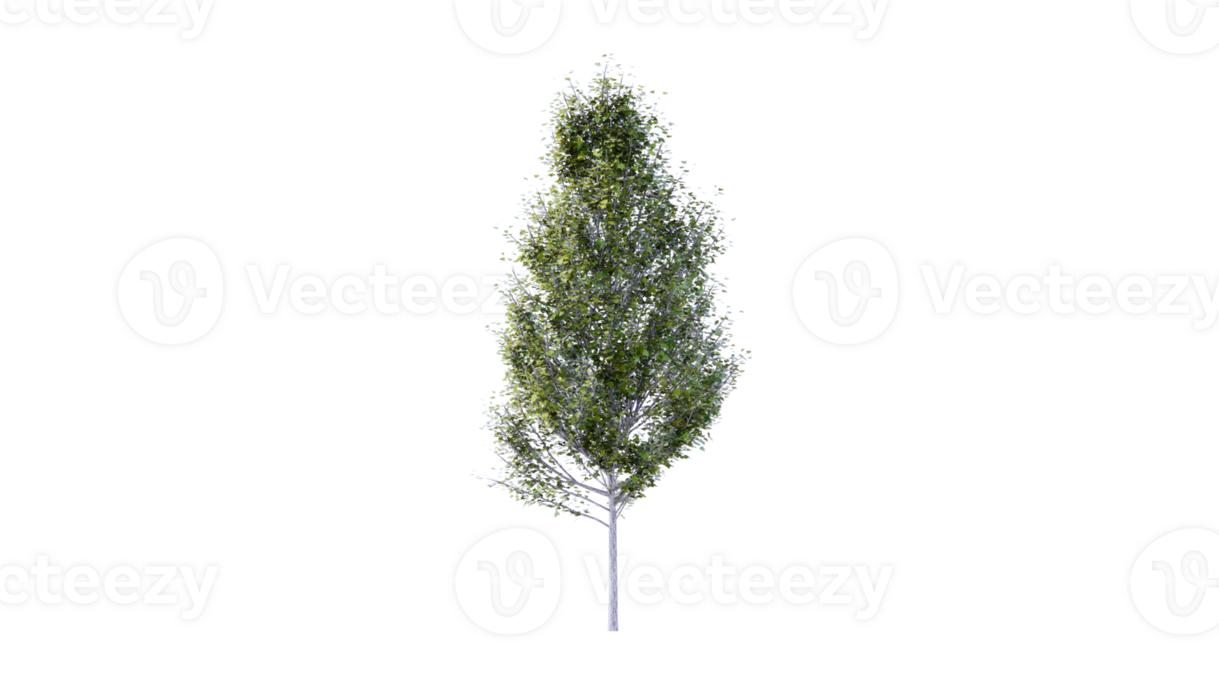 Beautiful side plan of trees all trees short trees and shrubs png