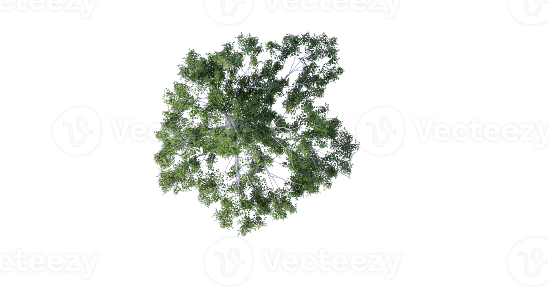 Beautiful side plan of trees all trees short trees and shrubs png