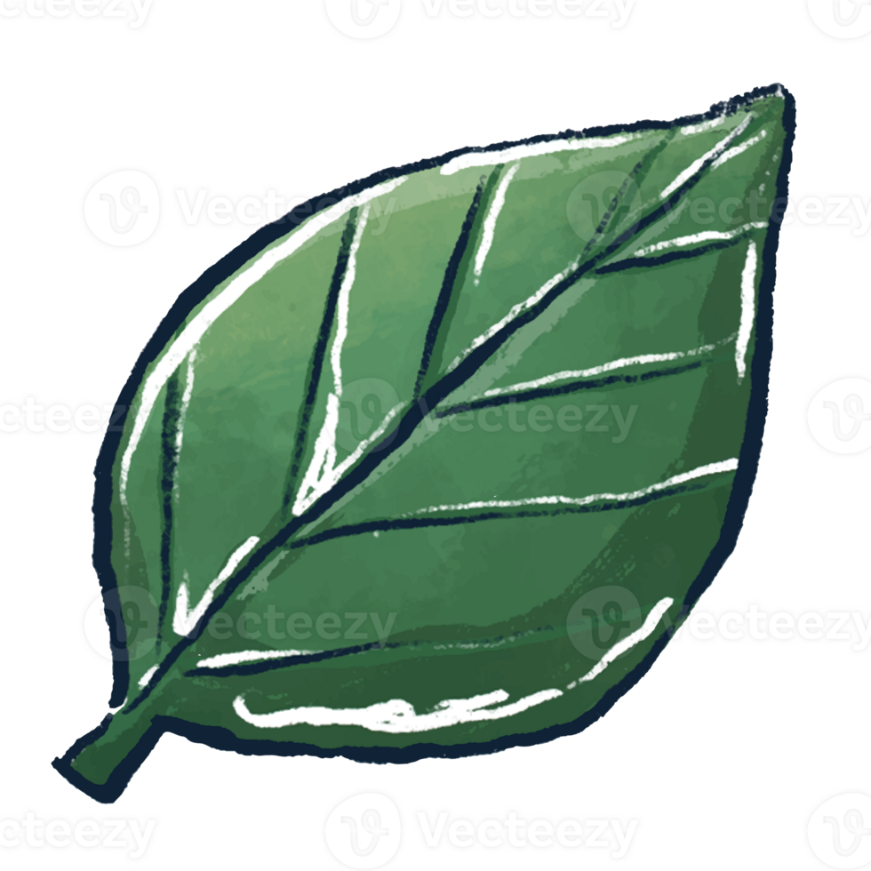 Set of leaves png
