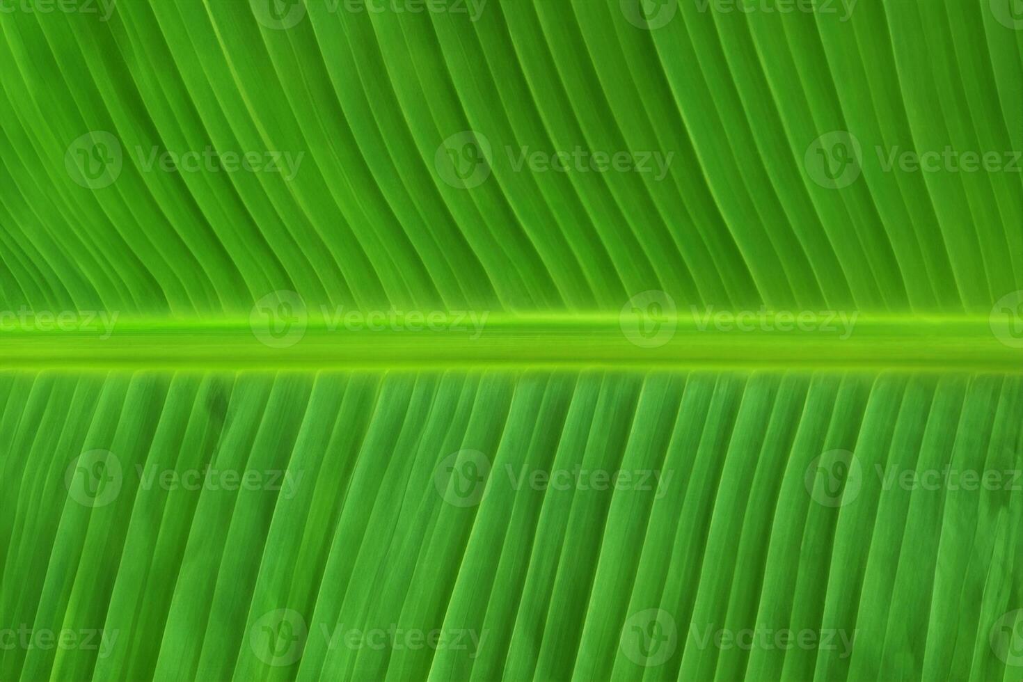 Green Banana Leaf Texture for Artistic Design photo