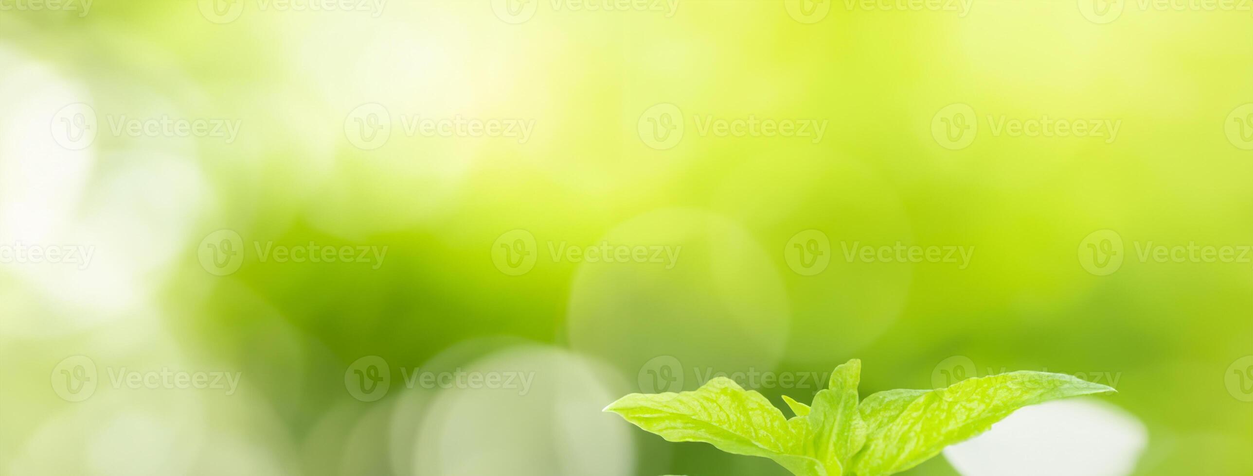 Using as a backdrop, natural plants landscape, ecology wallpaper, or cover concept, this close-up of a green leaf in the sunlit greenery features bokeh and copy space. photo